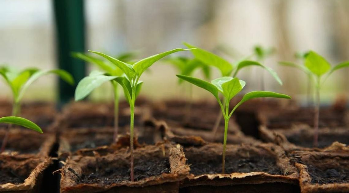 seedling-5009286_960_720